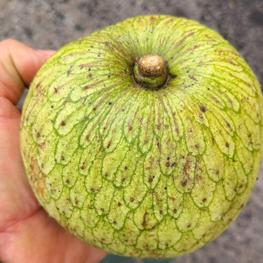 Mountain Soursop Box